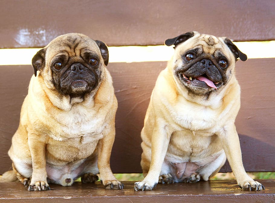 two, adult fawn pugs, sitting, brown, wooden, surface, pugs, bench, buddies, pet