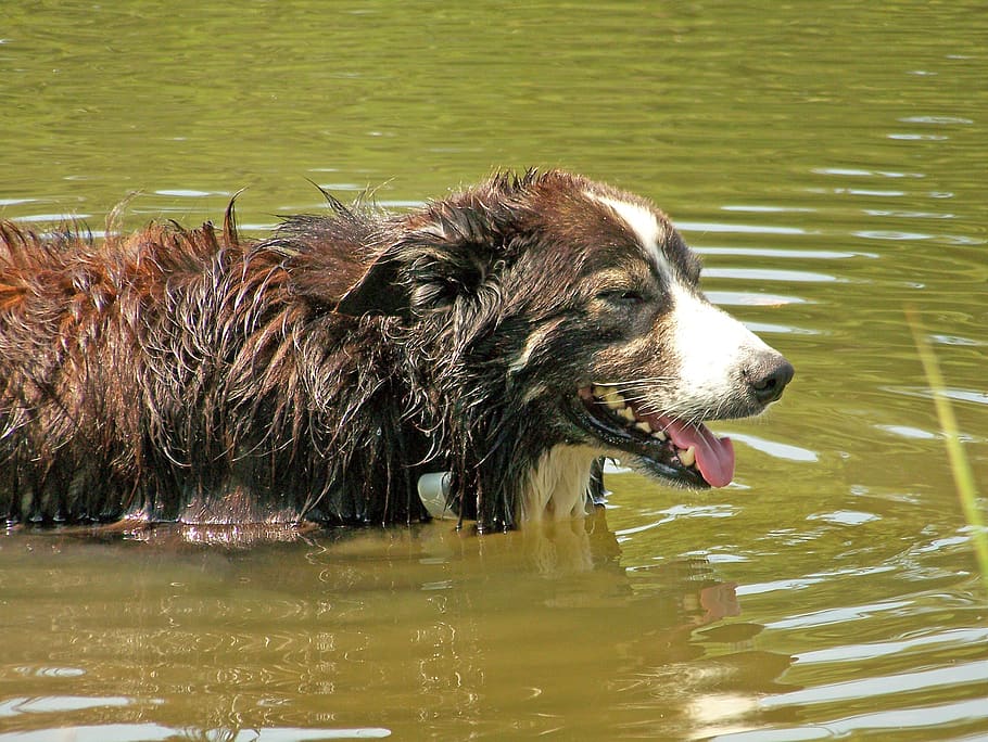 dog, pond, hot, summer, bathing, water, lake, pet, animal, canine