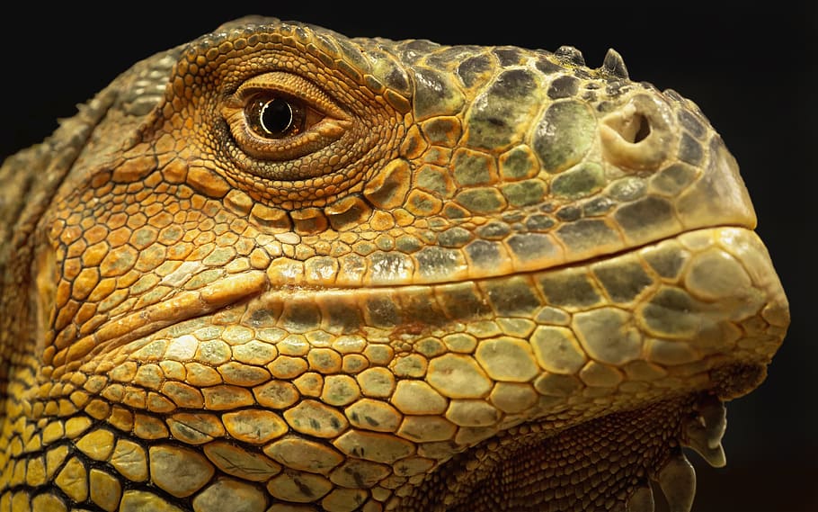 iguana, lizard, reptile, dragon, head, creature, terrarium, scaly, closeup, tropics