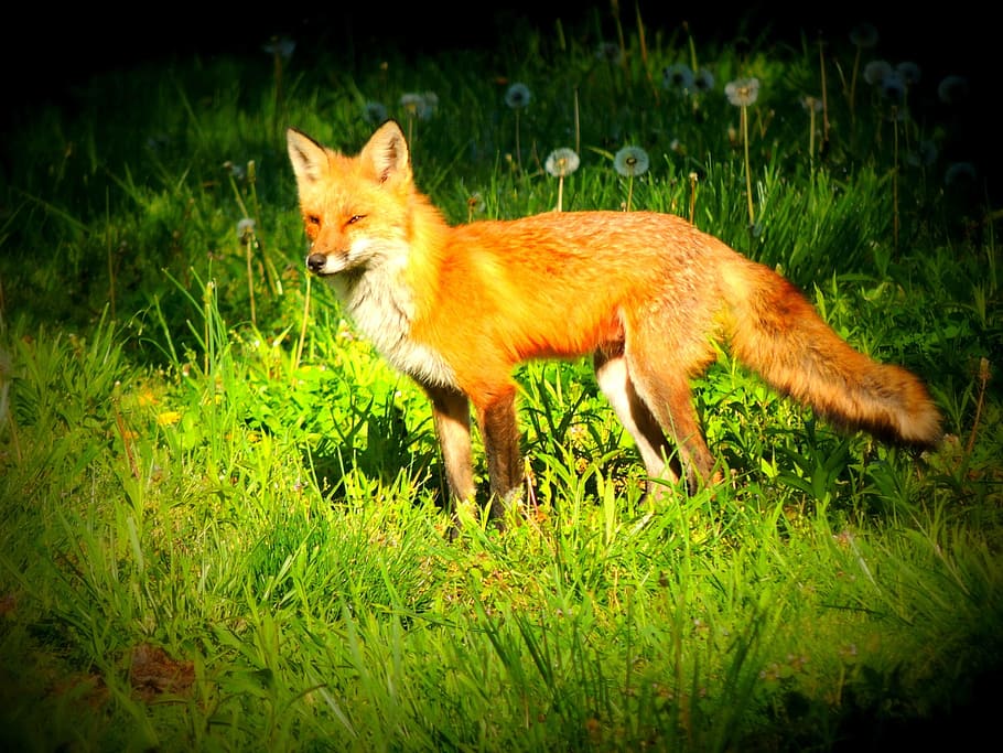 selective, focus photography, red, fox, grass, wildlife, redfox, nature, mammal, wild