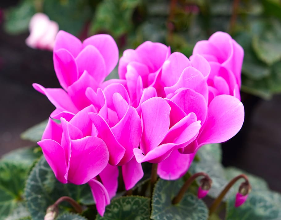flower, cyclamen, blossom, bloom, nature, flora, pink, flowering plant, plant, beauty in nature