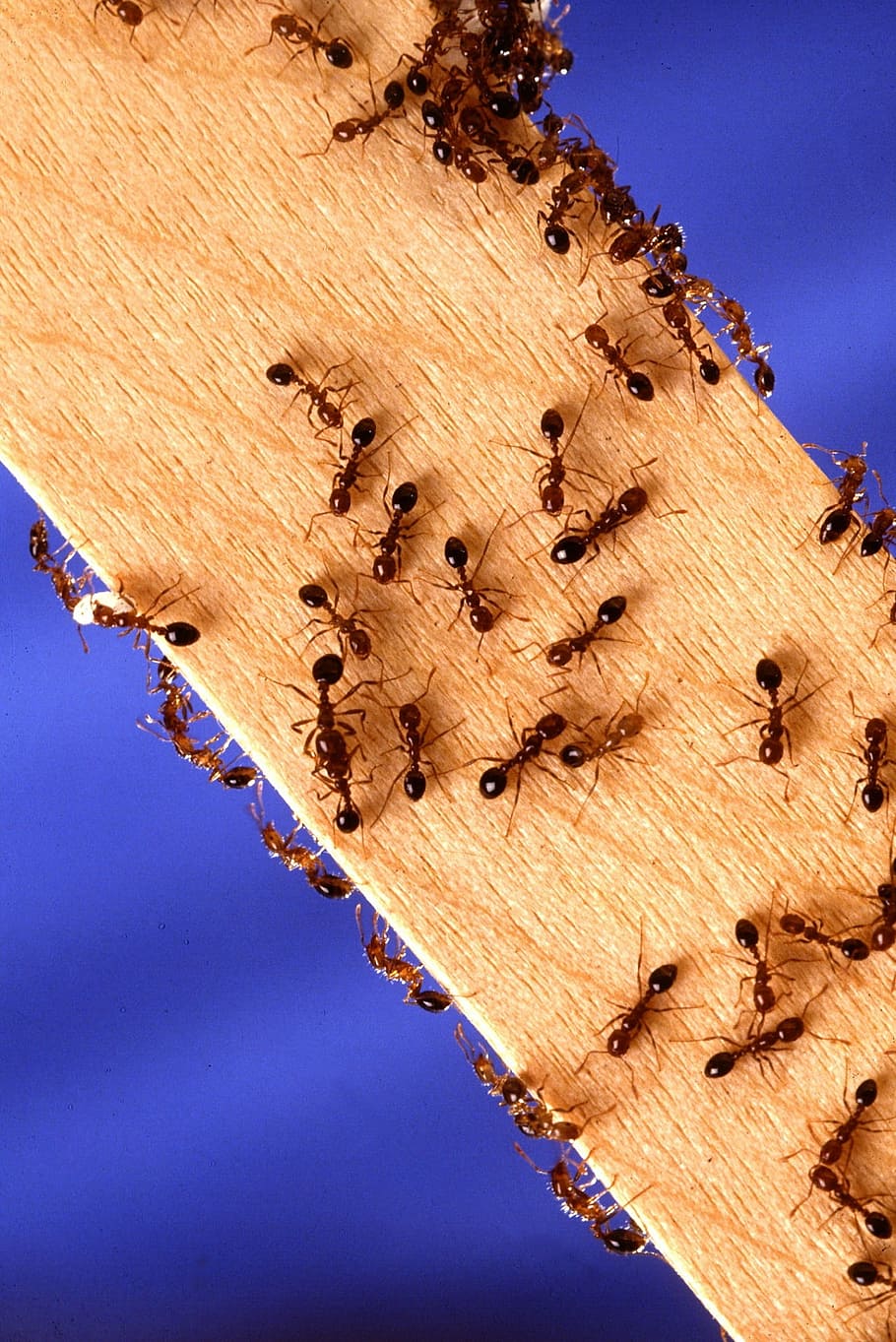 black, brown, ants, plank, fire ants, insects, worker, pest, macro, sting