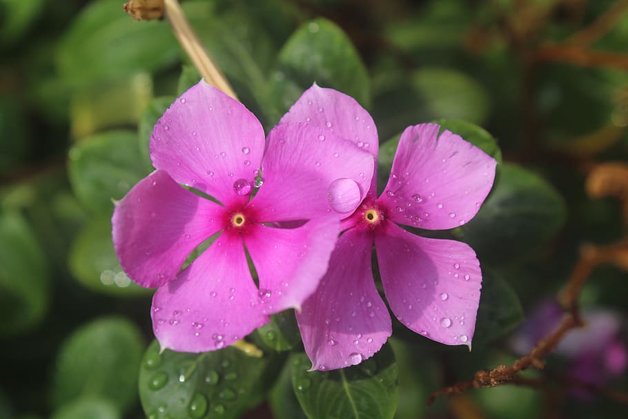 perivincle, flower, rain, post-rain shower, pink, petal, plant, flowering plant, beauty in nature, freshness