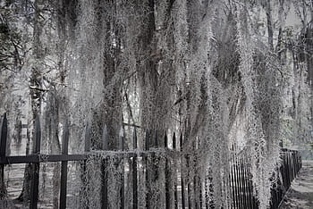 Tree Moss. Spanish Moss