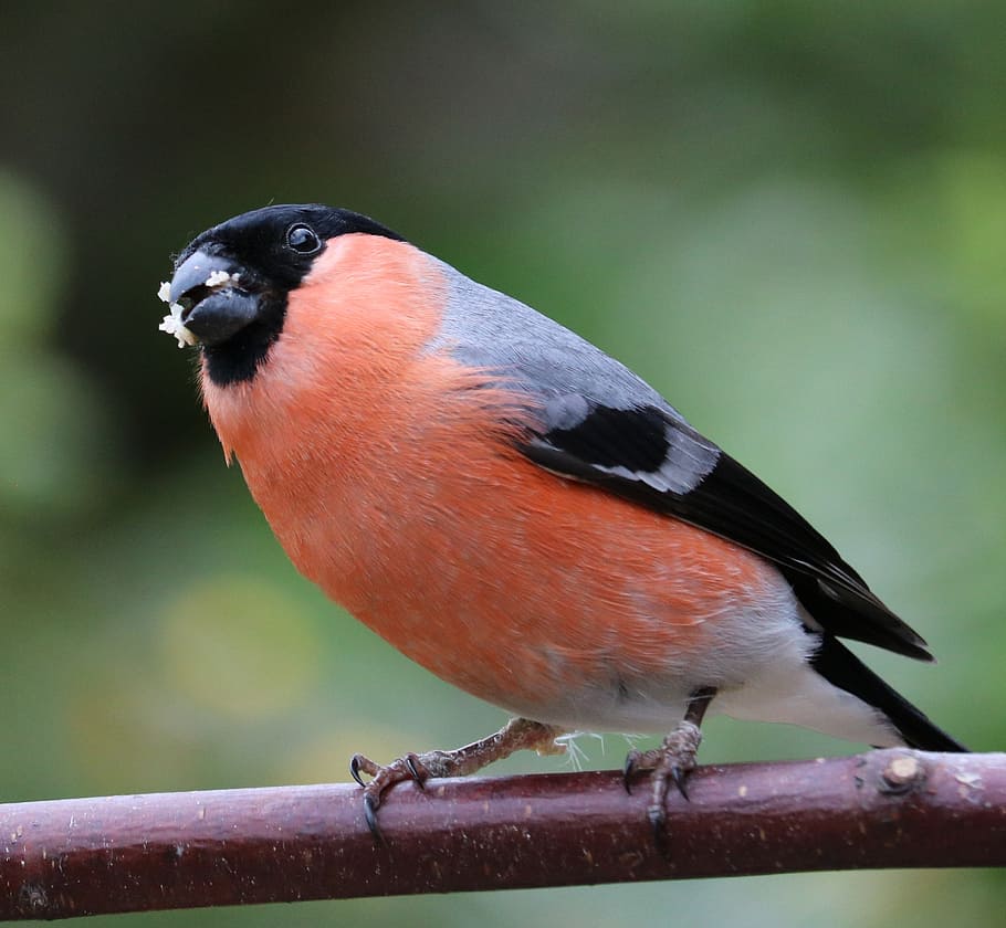 bullfinch, song bird, bird, garden bird, male, red, animal themes, animal wildlife, one animal, animal