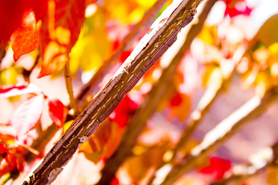 otoño, hojas, hojas de otoño, temporada, naranja, fondo de hojas de otoño, amarillo, naturaleza, rojo, hoja