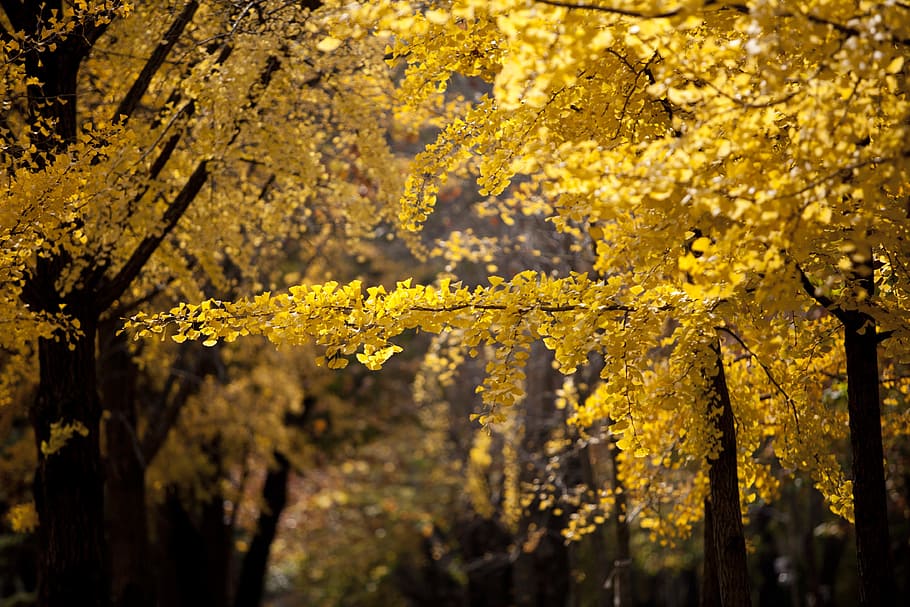 yellow leafed trees, ginkgo, autumn, leaves, yellow, leaf, the leaves, wood, nature, eggplant