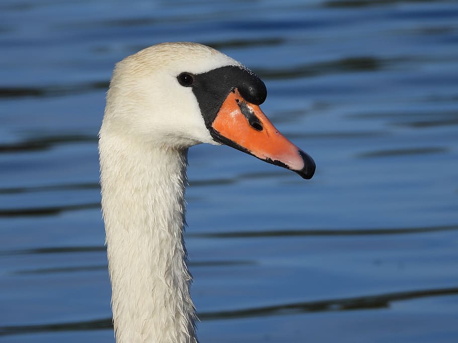 swan, the head of the swan, bird, floats, lake, spring, figure, elegant, beautiful, portrait