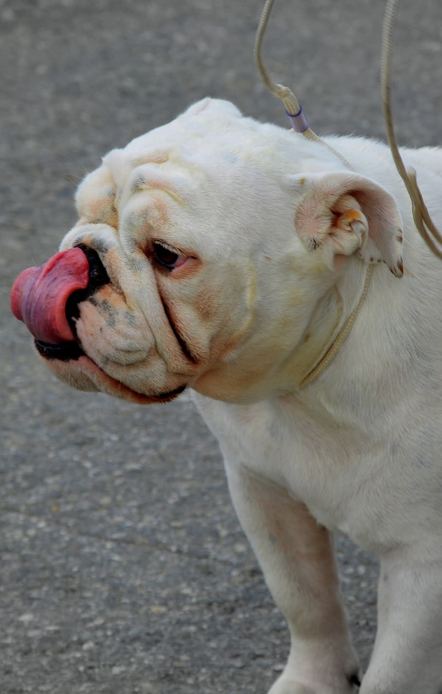 bulldog inglés, perro, raza, pura raza, bulldog, inglés, mascota, animal, blanco, | Pxfuel