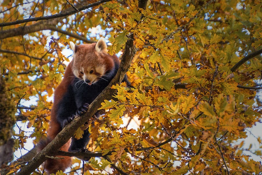 raccoon, top, tree, red panda, climbing, climbs, animal world, mammal, nature, cute