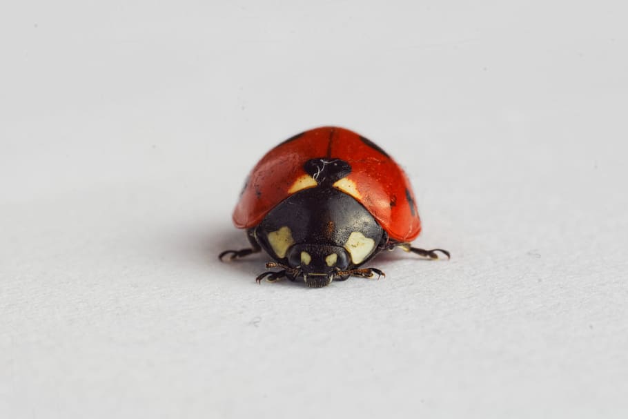 ladybug, ladybird, insect, animal themes, invertebrate, animal, one animal, close-up, beetle, animal wildlife