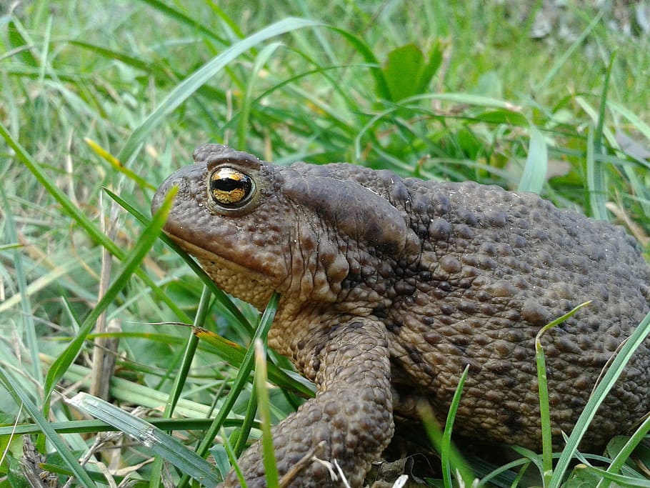amphibian, frog, toad, sitting, grass, nature, animals, live, eye of the toad, animal
