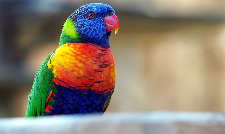 pássaro, papagaio, o exótico, pena, animal, colorido, cores, tropical, asa, verde