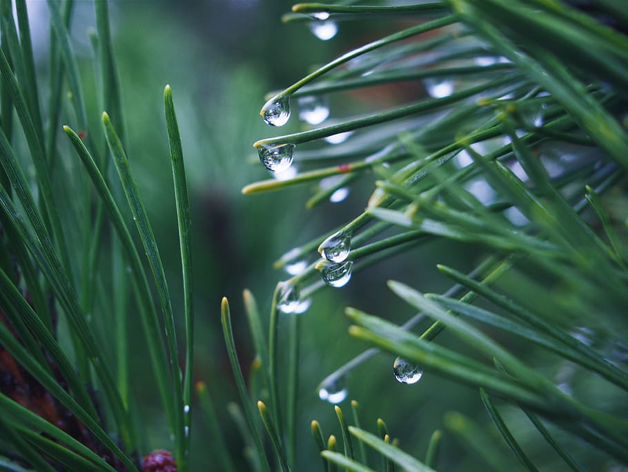 shallow, focus photography, green, leafed, plant, water, drops, selective, focus, photography