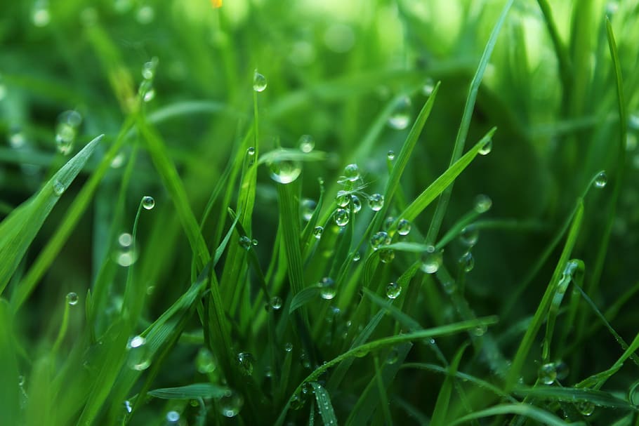 grass, plant, shoots, sheet, rosa, pearl, humidity, lawn, summer, drop ...