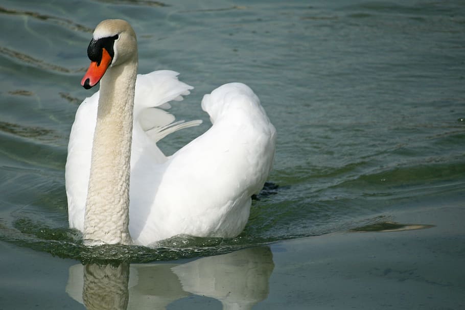 Mute Swan, Water Bird, White, swan, bird, lake, swim, bill, animal, water