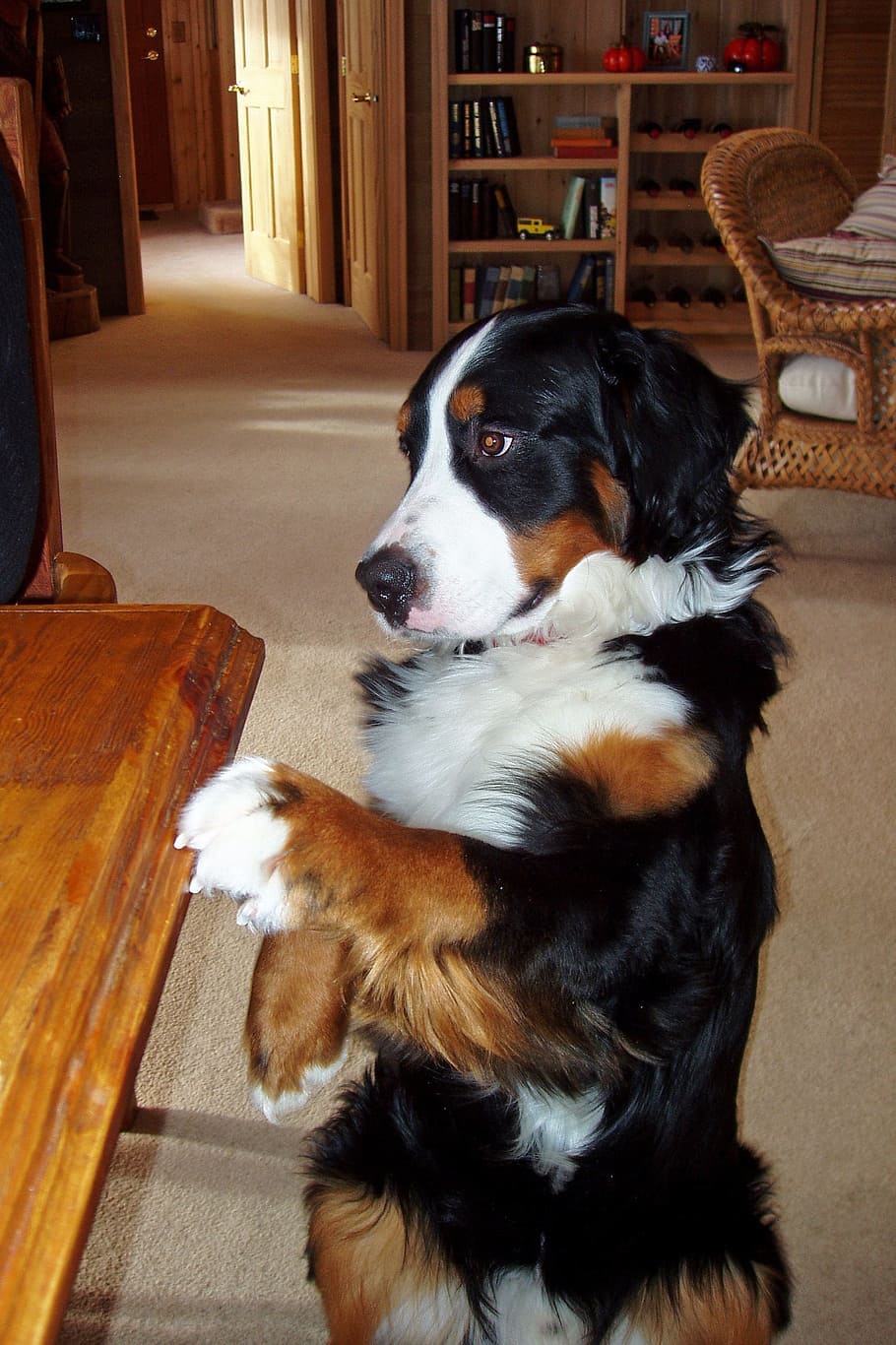 brindle dog, inside, living, room, bernese mountain dog, pet, canine, three colored, animal, begging