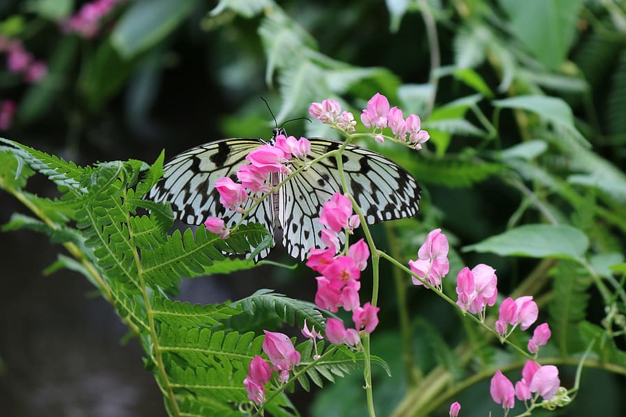 kupu-kupu, kumbang, serangga, alam, sayap, terbang, warna-warni, hitam dan putih, taman, warna