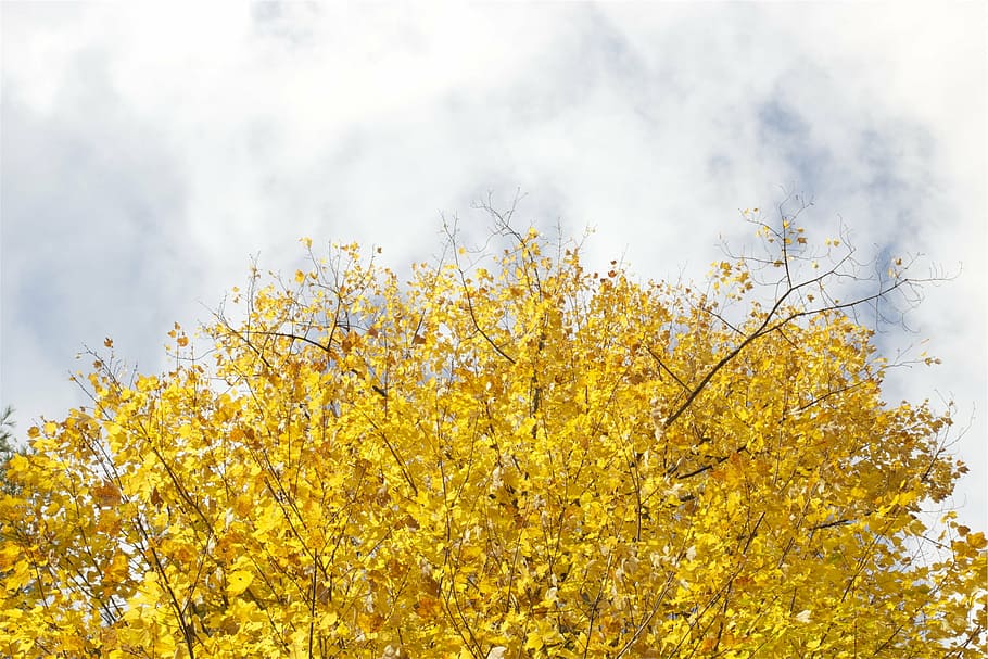 yellow, tree, white, sky, daytime, blue, trees, leaves, autumn, clouds
