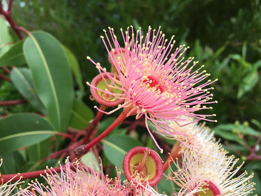 selektif, fotografi fokus, pink, bunga petaled, eucalyptus, bunga, australia, pohon gum, tanaman, tanaman berbunga