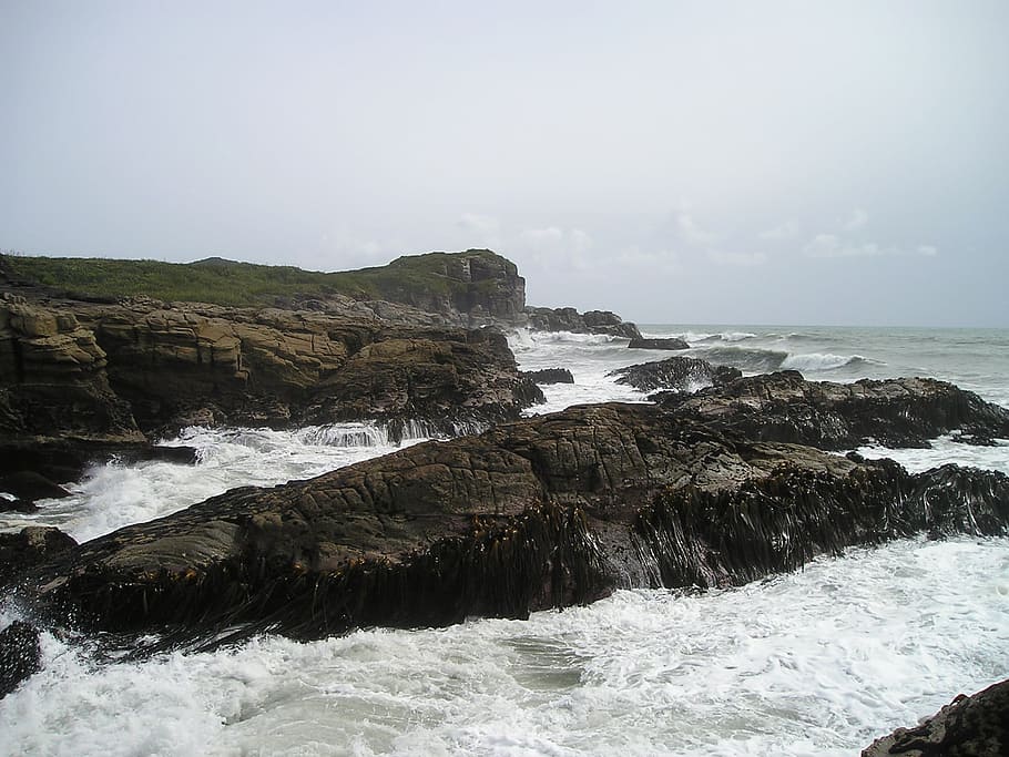 new zealand, rocky coast, coast, sea, seaweed, water, motion, rock, scenics - nature, beauty in nature