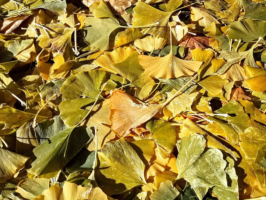 은행 나무, 자연, 휴가, 가을, 캐나다, 잎, 시즌, 자연의, 11 월, 단풍