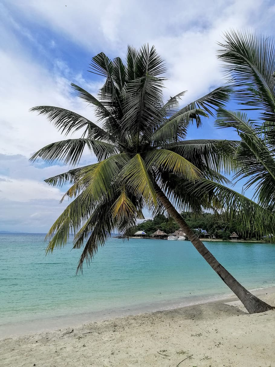 coconut trees, the island, beach, coconut, sea, the tropics, summer, sky, ocean, in the sand