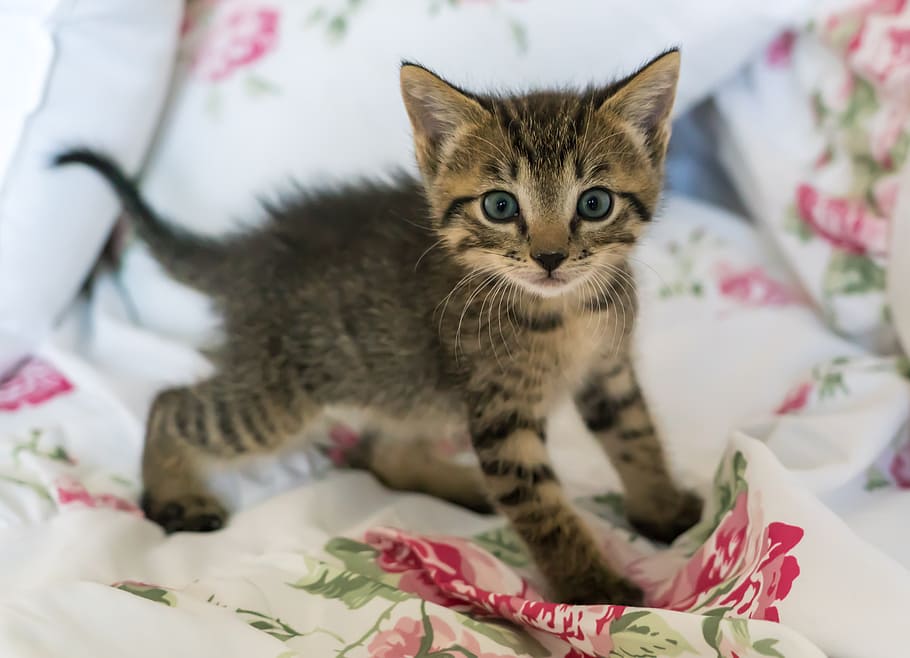 gray, tabby, kitten, white, pink, floral, textile, newborn, cat, foster