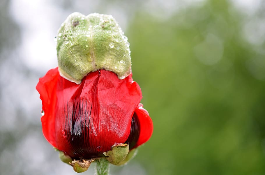 flower, plant, blossom, nature, naked stalks poppy, red, spring, macro, close-up, flowering plant