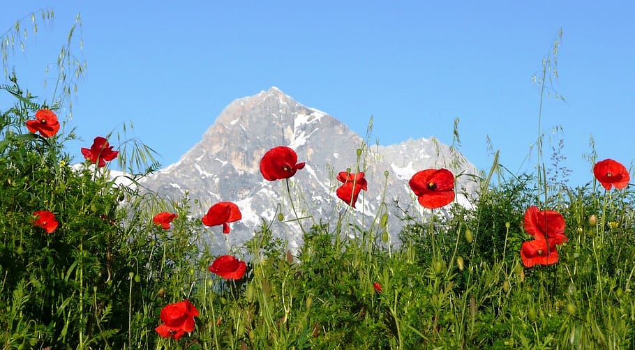 Campo, rojo, pétalo de flores, pétalo, flores, amapolas, montaña, Italia, Abruzos, Apeninos