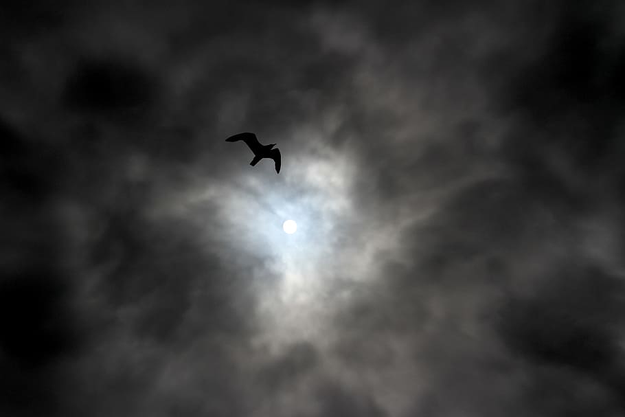 シルエット カモメ 飛行 空中 暗い 雲 昼間 暗い雲 空 穏やか Pxfuel