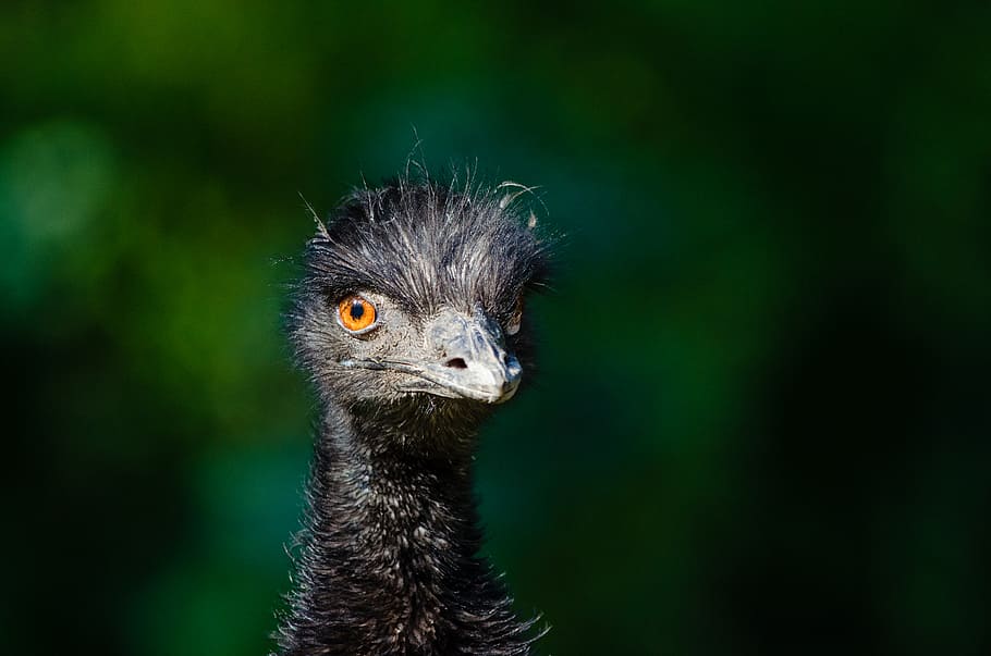 Emu, black bird, one animal, animal themes, animal, animal wildlife, bird, vertebrate, animals in the wild, focus on foreground