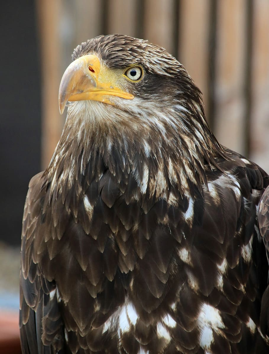 Adler, Raptor, Bird Of Prey, birds, animal, nature, heraldic animal, eyes, wildlife photography, coat of arms of bird