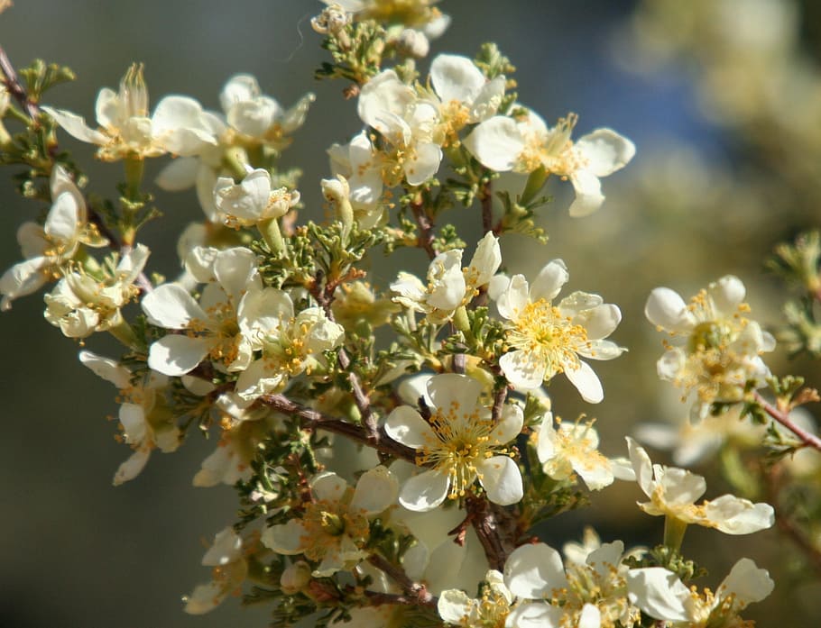 Цветок запада. Цветы Западной вишни. West Flowers.