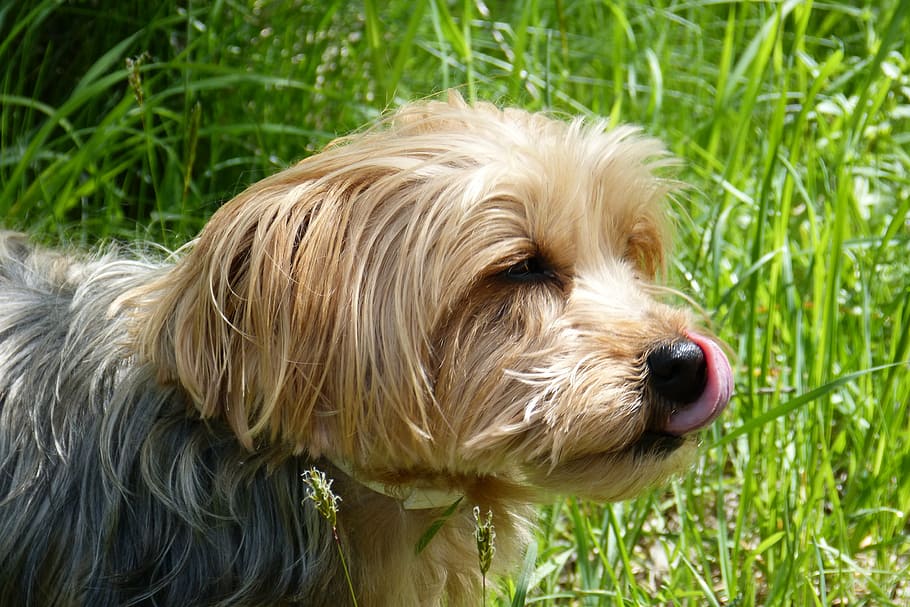 yorkshire terrier, dog, dog breed, small dog, tongue, lick, delicious, hungry, one animal, domestic