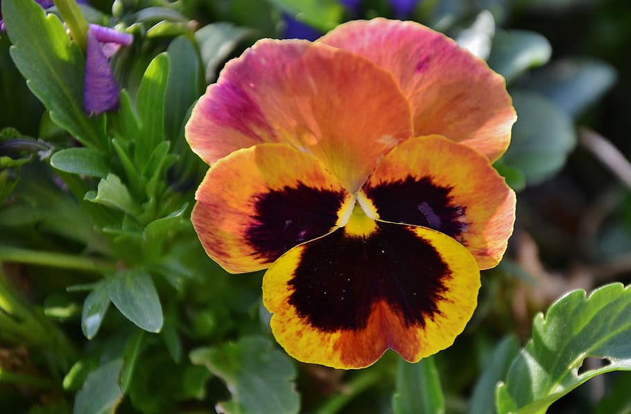 pansy, flower, natur, floral, summer, bloom, natural, plant, blossom, green