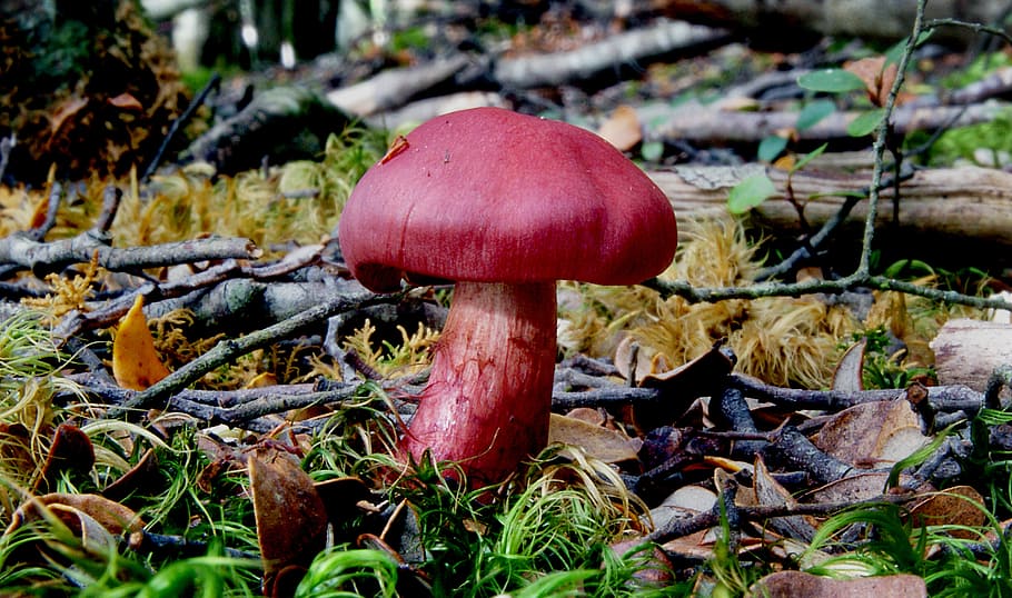Cortinarius, red mushroom on ground, mushroom, food, vegetable, fungus, land, toadstool, growth, plant