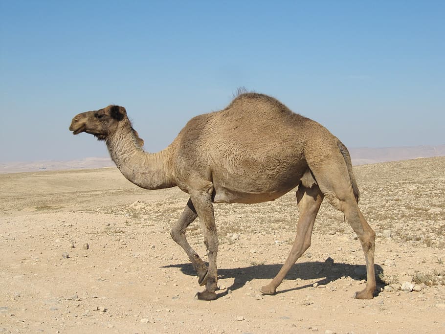 marrón, camello, durante el día, desierto, dromedario, animales, naturaleza, un animal, animal, arena
