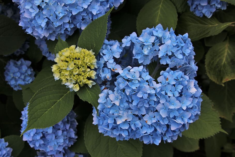 semacam bunga, dedaunan, taman, menanam, biru, hydrangea, gugus, indah, kelopak, wallpaper keren