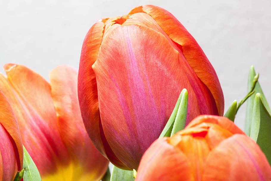 tulip, lily, musim semi, alam, bunga, schnittblume, mekar, tanaman, flora, bracts bunga