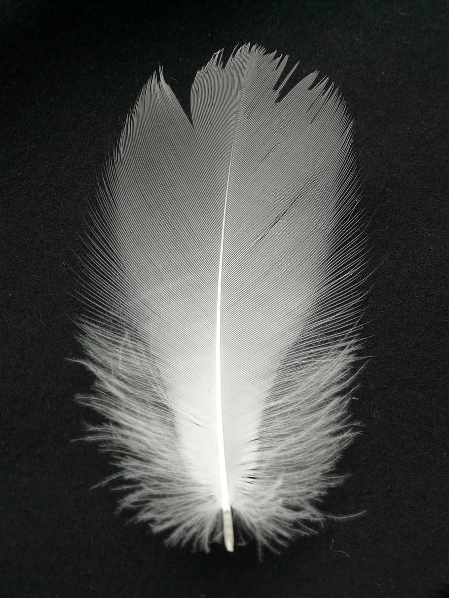 pluma, blanco, filigrana, plumón, plumaje, vestido de primavera, pájaro, peso ligero, suavidad, sin gente