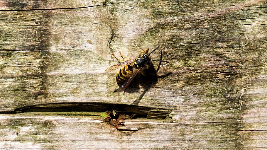 black, yellow, hornet, brown, wooden, surface, wasp, insect, nature, animal