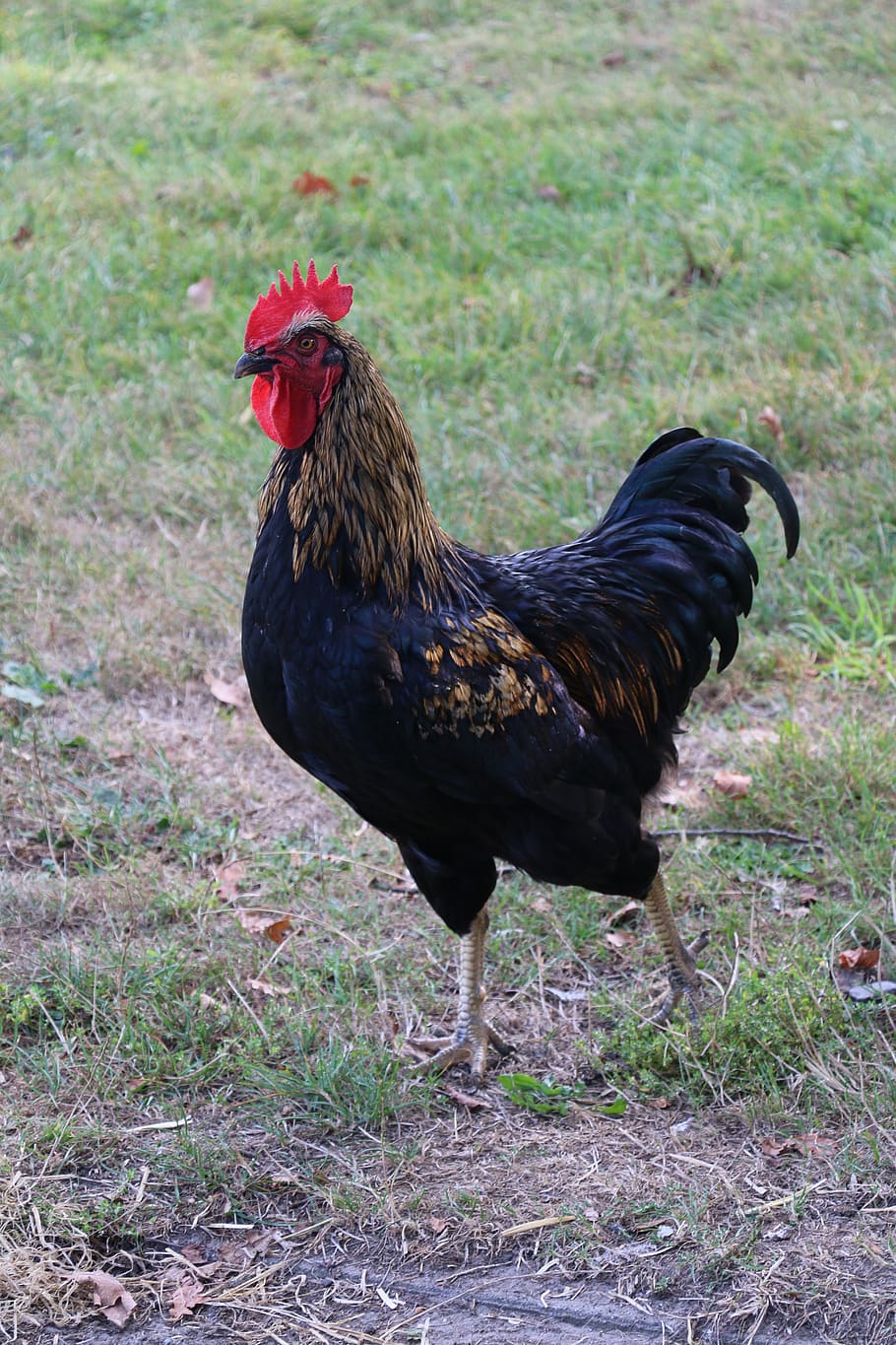 hahn, poultry, feather, bird, animal, cockscomb, gockel, farm, male, chicken