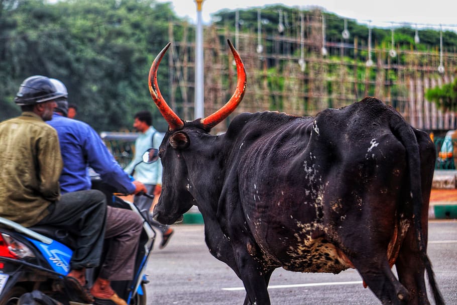 holy cow, india, road, traffic, encounter, mammal, day, men, rear view, focus on foreground
