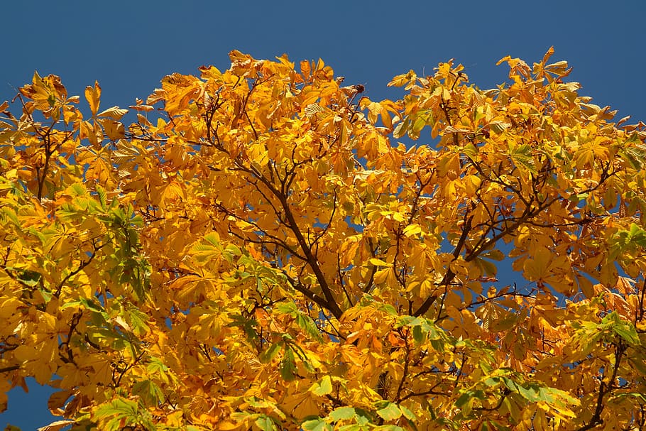 Каштановый Лист Осенью Фото