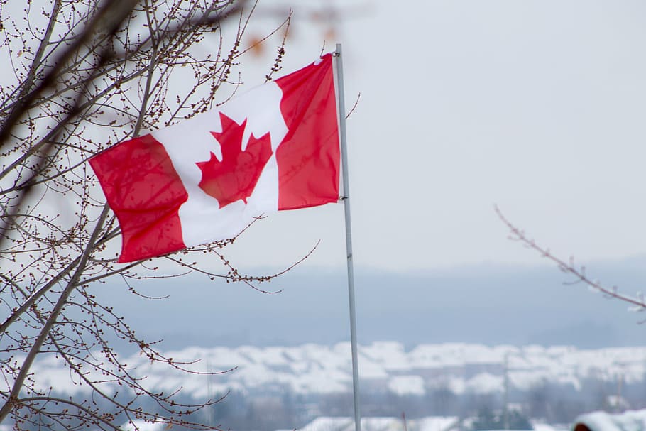 flag of canada, flag, canada, red, white, canadian, winter, tree, patriotism, nature