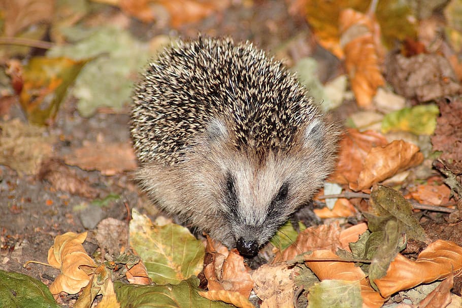 hedgehog, mammal, spur, animal, foraging, hannah, young, fall foliage, cute, one animal
