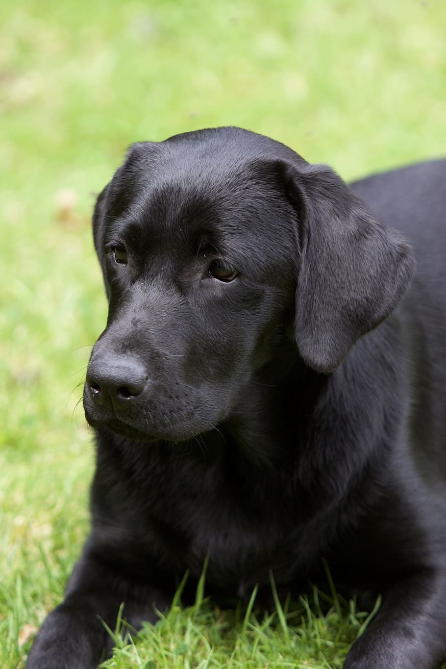 Labrador, perro, negro, jardín, joven, cachorro, mascota, animal, retrato, mascotas