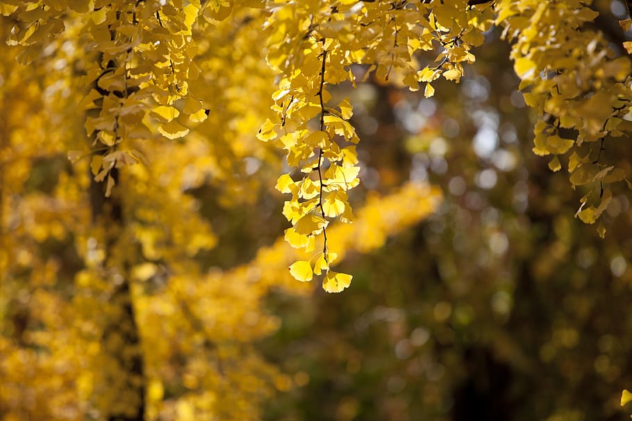 ginkgo, autumn, leaves, yellow, leaf, the leaves, wood, nature, eggplant, autumn leaves