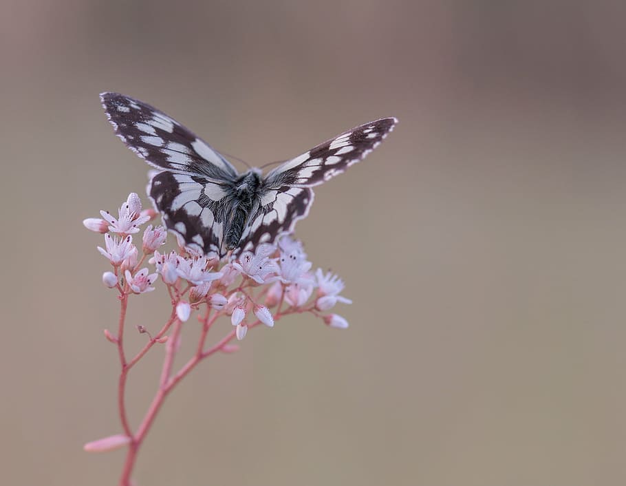 focus photography, paperkite butterfly, perched, white, petaled flower, checkered butterfly, butterfly, macro, nature, blossom